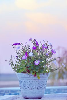 Tobacco  flowers in nice vase