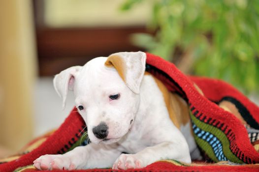 Puppy American Staffordshire Terrier  playing
