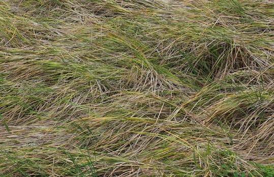 The grass in the field with green and brown leaves. The wind makes the trunk down.                               