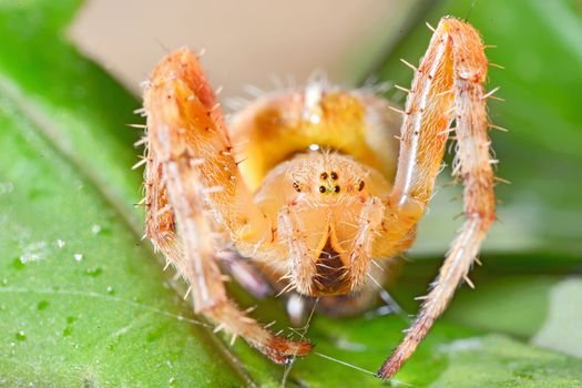 European garden spider, Araneus diadematus