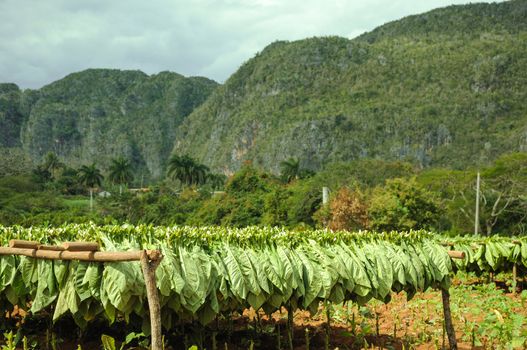 Overview on Cuba biggest tobacco plantation fields in rural village Vinales