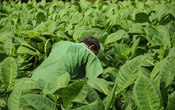 Man working in Cuba biggest tobacco plantation field in Vinales