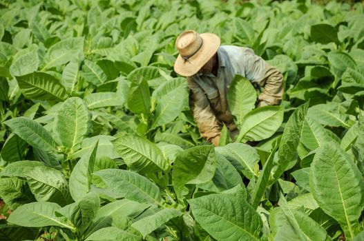 Man working in Cuba biggest tobacco plantation field in Vinales