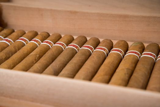 Cuban cigars with handmade wooden box humidifier for store cigars