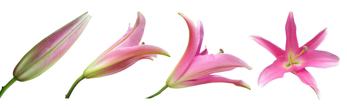Stages of growth -Pink lily flower isolated on white background
