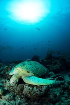 Green turtle under the sun beam in sipadan island dive in malaysia