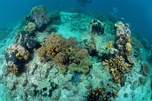 coral reef underwater in Sipadan, Malaysia