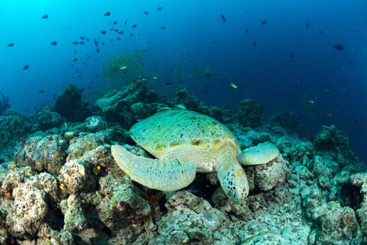 Green turtle under the sun beam in sipadan island dive in malaysia