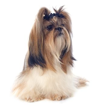 purebred Shih Tzu in front of white background