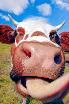 cow sticking tongue out in the mountains