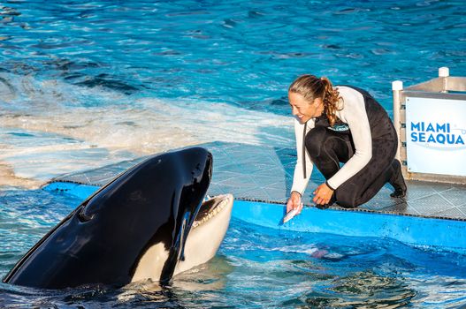 MIAMI,US - JANUARY 24,2014: Lolita,the killer whale at the Miami Seaquarium.Founded in 1955,the oldest oceanarium in the United States,the facility receives over 500,000 visitors annually 