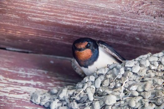 one big black swallow in the nest