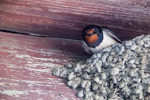 one big black swallow in the nest