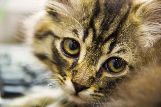 small  tabby cat look at the day