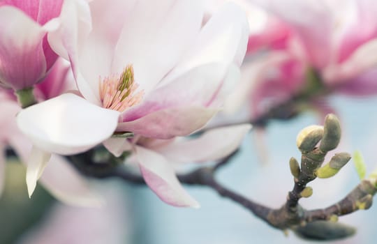 Beautiful Flowers of a Magnolia Tree