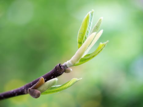 Green Bud On A Magnolia Tree In Spring
