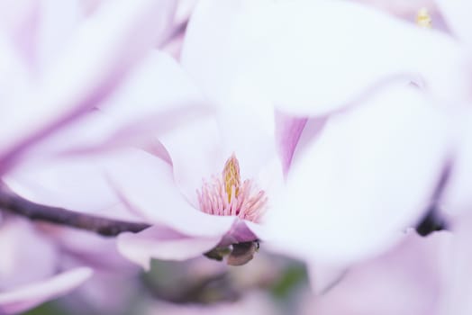 Macro Shot Of The Stigma From A Magnolia Flower