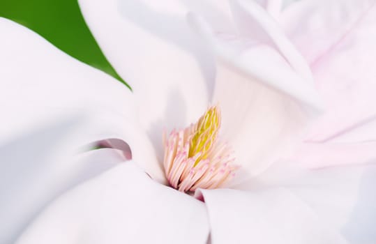 Macro Shot Of The Stigma From A Magnolia Flower