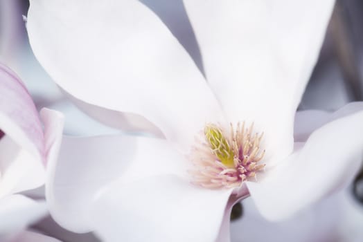 Macro Shot Of The Stigma From A Magnolia Flower