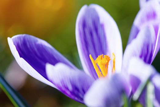 Bouquet of Crocus Flowers In Spring