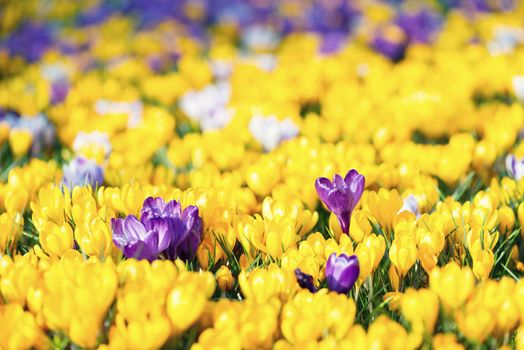 Field of Crocus Flowers In Spring