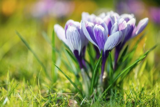 Bouquet of Crocus Flowers In Spring