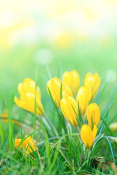 Bouquet of Yellow Crocus Flowers In Spring