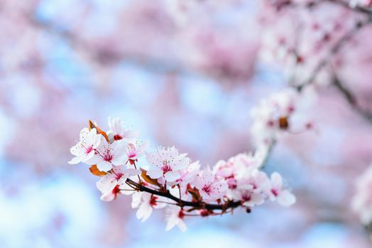 Blooming Tree In Spring With Shallow Depth Of Field