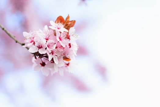 Blooming Tree In Spring With Shallow Depth Of Field