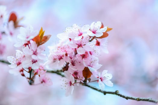 Blooming Tree In Spring With Shallow Depth Of Field