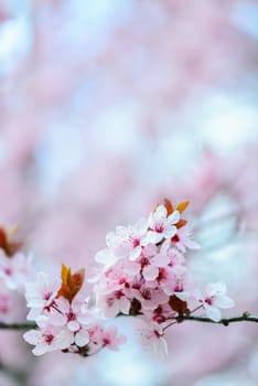 Blooming Tree In Spring With Shallow Depth Of Field