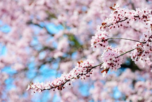 Blooming Tree In Spring With Shallow Depth Of Field