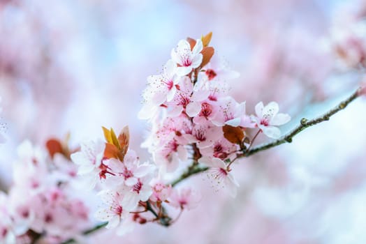 Blooming Tree In Spring With Shallow Depth Of Field