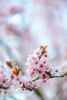 Blooming Tree In Spring With Shallow Depth Of Field