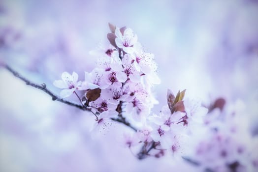 Blooming Tree In Spring With Shallow Depth Of Field