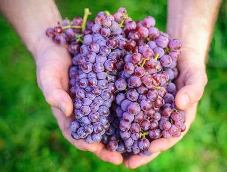 Hand Holding Fresh Bunch of Grapes In The Vineyard