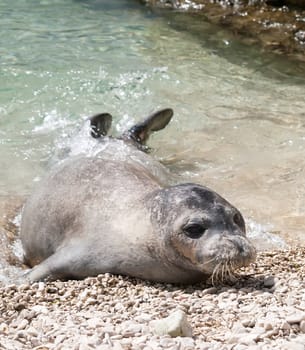 Mediterranean monk seal relax on sea shallows 