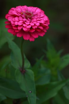 The zinnia elegans nearly my room.So beautiful flower.