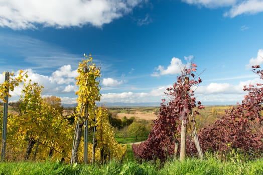 Colorful Vineyard Landscape in Autumn With Blue Sky