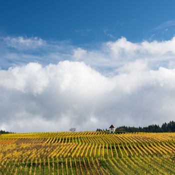 Colorful Vineyard Landscape in Autumn With Blue Sky