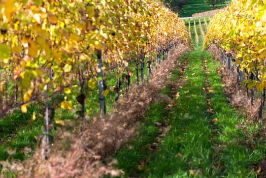 Colorful Vineyard Landscape in Autumn With Blue Sky