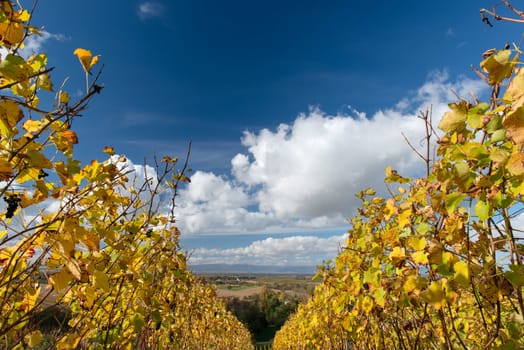 Colorful Vineyard Landscape in Autumn With Blue Sky