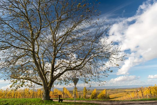 Colorful Vineyard Landscape in Autumn With Blue Sky