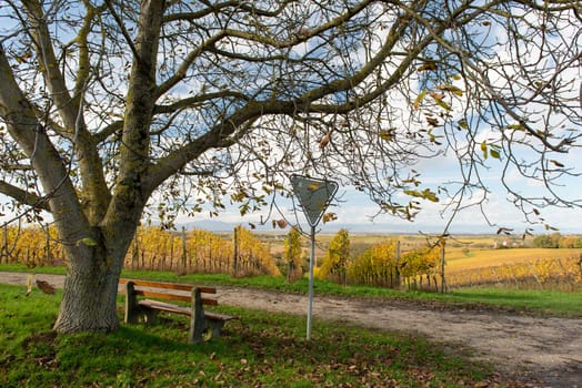 Colorful Vineyard Landscape in Autumn With Blue Sky