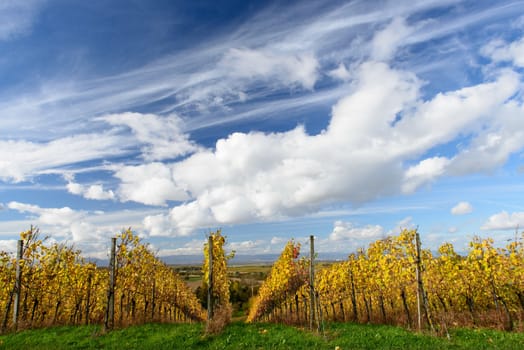 Colorful Vineyard Landscape in Autumn With Blue Sky