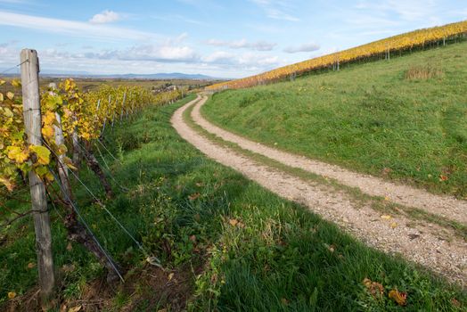 Colorful Vineyard Landscape in Autumn With Blue Sky