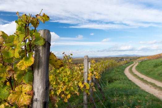 Colorful Vineyard Landscape in Autumn With Blue Sky