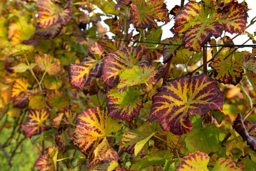 Colorful Vine Grape Leaves in The Vineyard In Autumn
