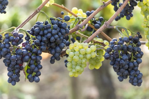 Red And White Grapes in the Vineyard By Harvest Time