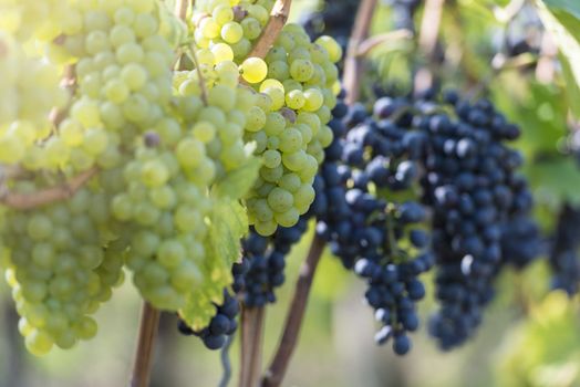 Red And White Grapes in the Vineyard By Harvest Time